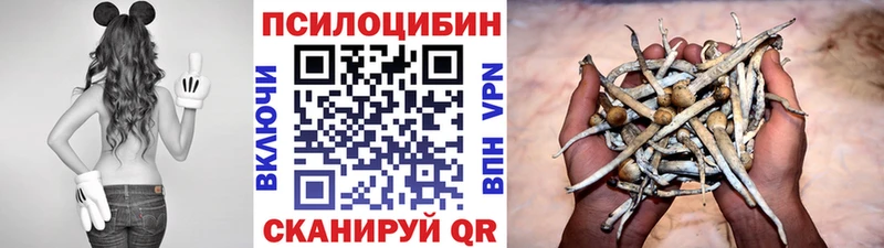 Псилоцибиновые грибы мицелий  дарнет шоп  Новоалександровск 